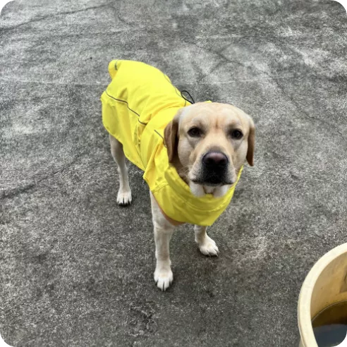 雨の日の準備を整えた犬